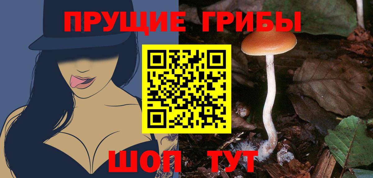 Галлюциногенные грибы Psilocybine cubensis Сегежа